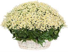 Цветочная композиция из Ромашки в корзине #REPLACE_PRED# Вельяминово